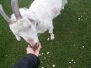 feeding goat.jpg